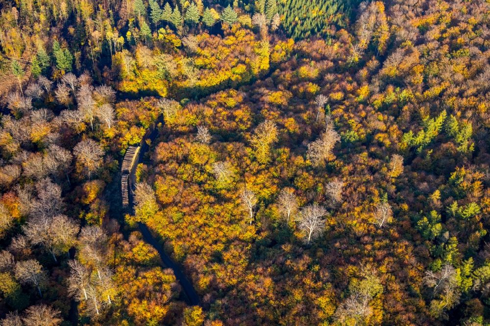 Wennigloh from above - Autumnal discolored vegetation view treetops in a wooded area in Wennigloh in the state North Rhine-Westphalia, Germany