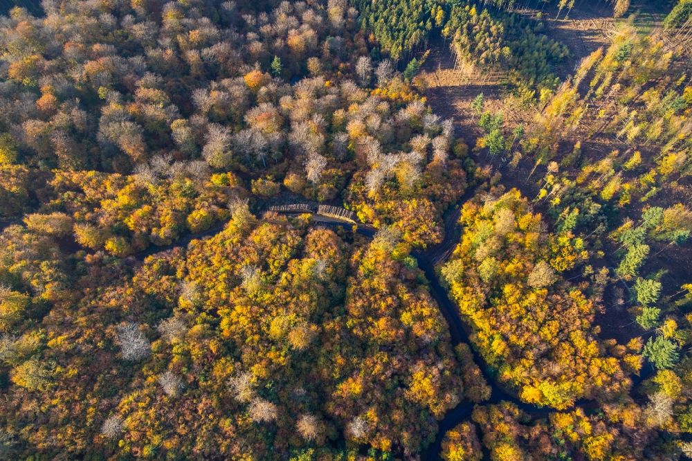 Wennigloh from the bird's eye view: Autumnal discolored vegetation view treetops in a wooded area in Wennigloh in the state North Rhine-Westphalia, Germany