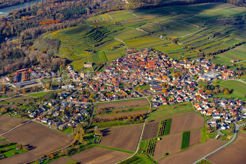 Burkheim from above - Autumnal discolored vegetation view village view in Burkheim in the state Baden-Wuerttemberg, Germany