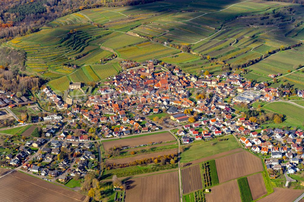 Burkheim from the bird's eye view: Autumnal discolored vegetation view village view in Burkheim in the state Baden-Wuerttemberg, Germany