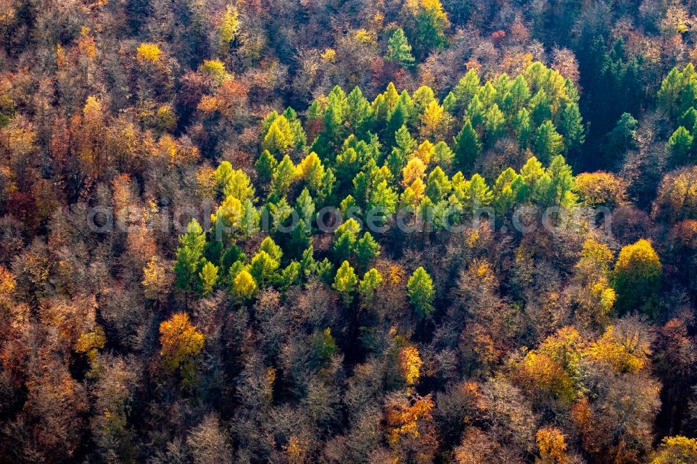 Althüttendorf from above - Autumnal discolored vegetation view defoliated and bare deciduous and mixed forest tree tops in a wooded area in Althuettendorf in the state Brandenburg, Germany