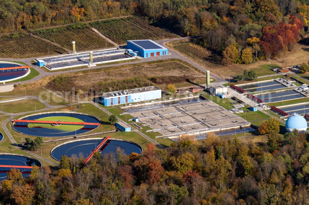Forchheim from the bird's eye view: Autumnal discolored vegetation view Sewage treatment basins and purification stages in Forchheim in the state Baden-Wurttemberg, Germany