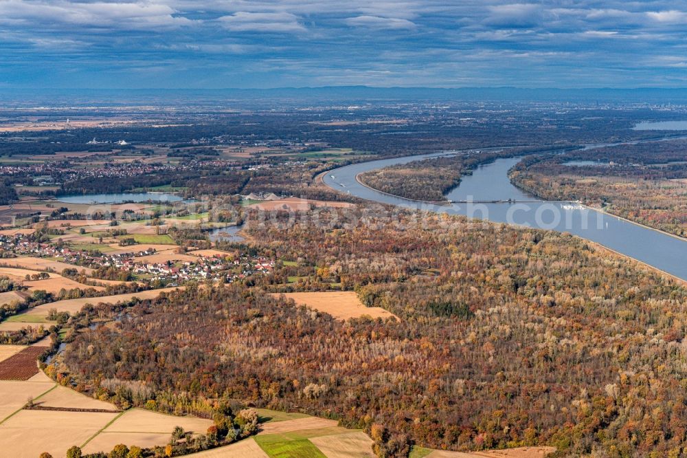 Gerstheim from the bird's eye view: Autumnal discolored vegetation view rhein River in Gerstheim in Grand Est, France