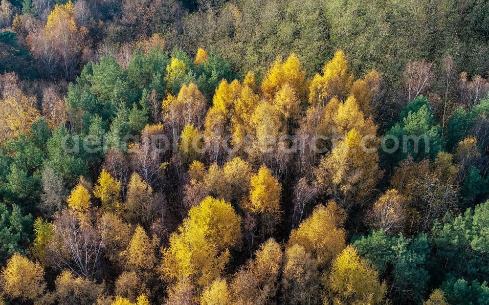 Aerial image Sieversdorf - Autumnal discolored vegetation view forest areas in in Sieversdorf in the state Brandenburg, Germany