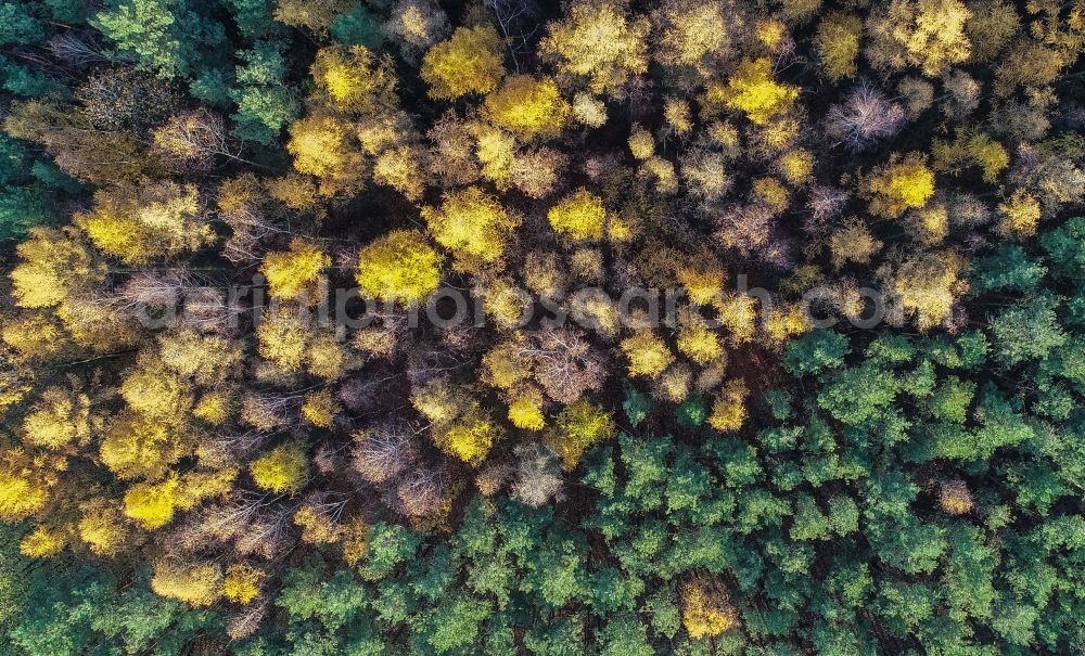 Aerial photograph Sieversdorf - Autumnal discolored vegetation view forest areas in in Sieversdorf in the state Brandenburg, Germany