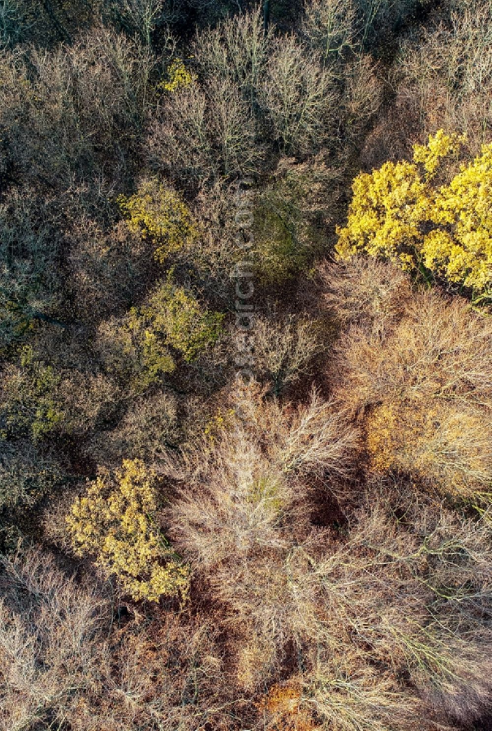 Sieversdorf from above - Autumnal discolored vegetation view forest areas in in Sieversdorf in the state Brandenburg, Germany