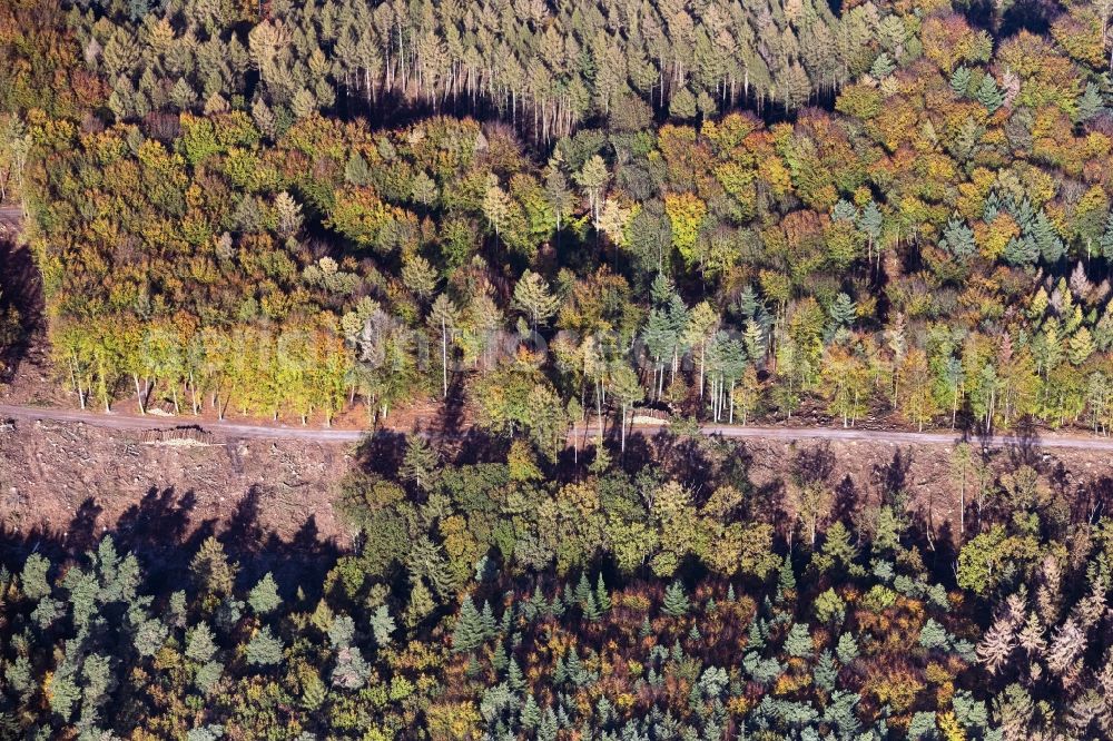 Aerial photograph Witten - Autumnal discolored vegetation view forest areas in in Witten in the state North Rhine-Westphalia, Germany