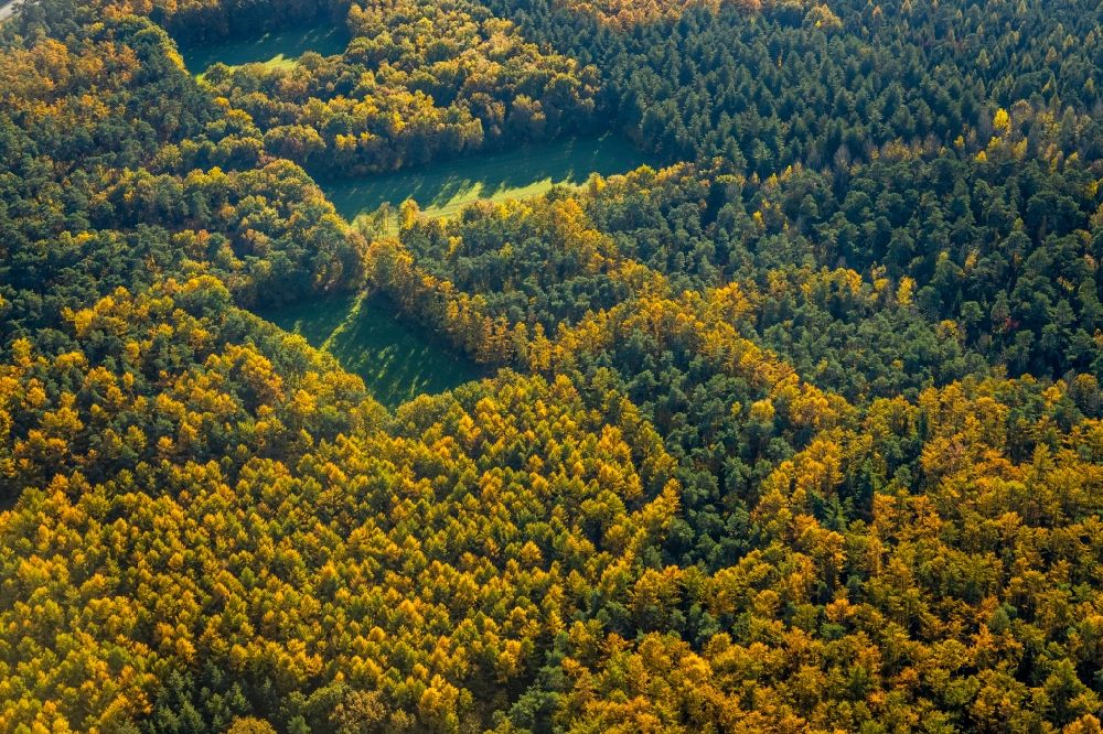 Aerial photograph Haltern am See - Autumnal discolored vegetation view geometric shapes, structures and outlines through afforestation and reforestation in a deciduous and mixed forest forest area in Haltern am See in the state North Rhine-Westphalia, Germany