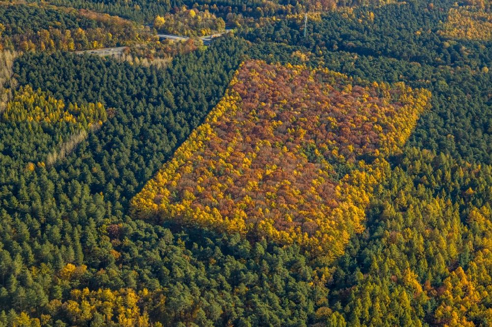 Haltern am See from above - Autumnal discolored vegetation view geometric shapes, structures and outlines through afforestation and reforestation in a deciduous and mixed forest forest area in Haltern am See in the state North Rhine-Westphalia, Germany