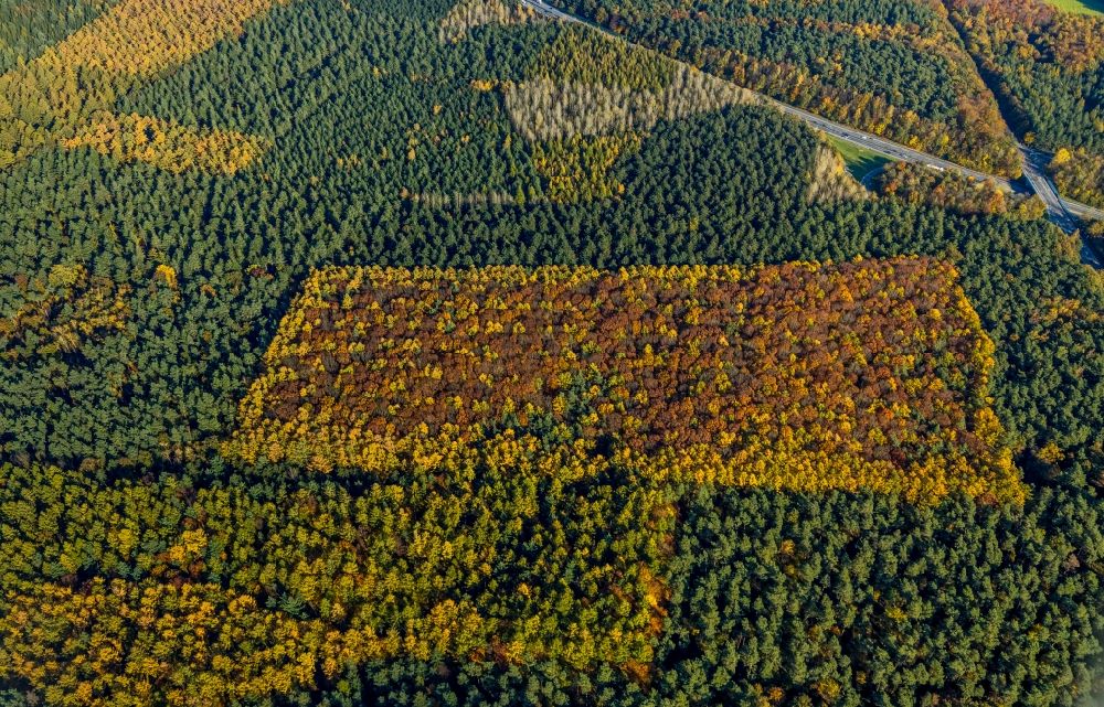 Haltern am See from the bird's eye view: Autumnal discolored vegetation view geometric shapes, structures and outlines through afforestation and reforestation in a deciduous and mixed forest forest area in Haltern am See in the state North Rhine-Westphalia, Germany