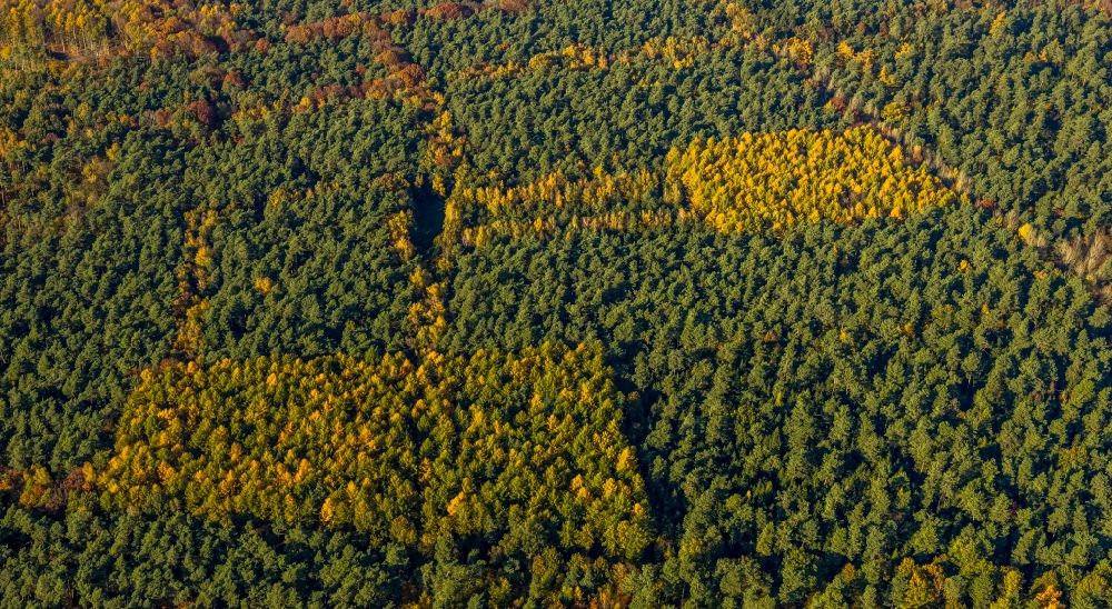 Aerial image Haltern am See - Autumnal discolored vegetation view geometric shapes, structures and outlines through afforestation and reforestation in a deciduous and mixed forest forest area in Haltern am See in the state North Rhine-Westphalia, Germany
