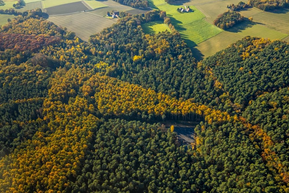 Aerial photograph Haltern am See - Autumnal discolored vegetation view geometric shapes, structures and outlines through afforestation and reforestation in a deciduous and mixed forest forest area in Haltern am See in the state North Rhine-Westphalia, Germany