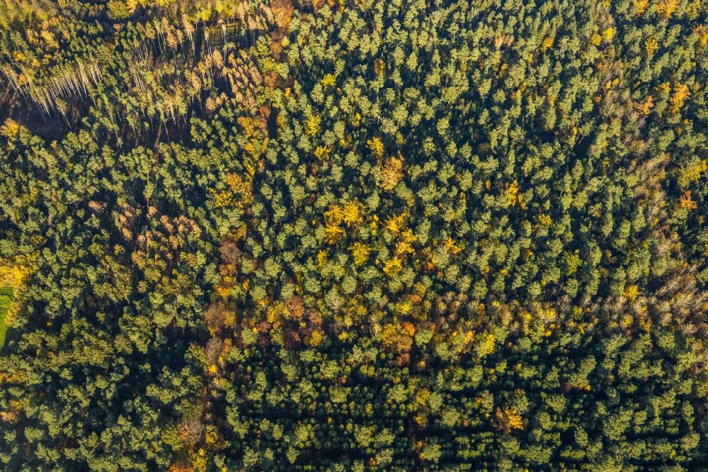 Haltern am See from the bird's eye view: Autumnal discolored vegetation view geometric shapes, structures and outlines through afforestation and reforestation in a deciduous and mixed forest forest area in Haltern am See in the state North Rhine-Westphalia, Germany