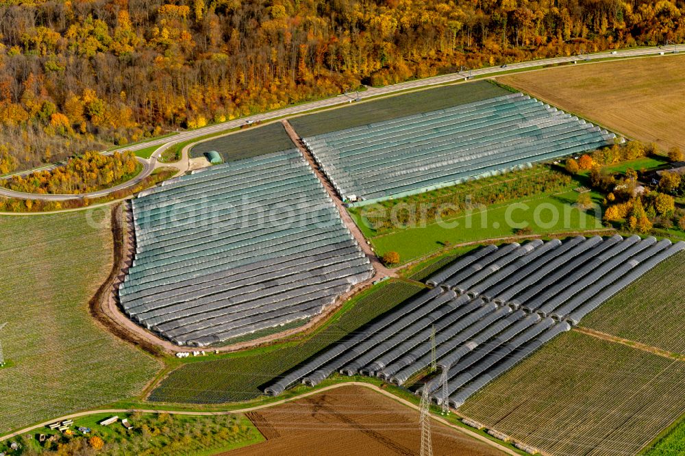 Ringsheim from above - Autumnal discolored vegetation view glass roof surfaces in the greenhouse for vegetable growing ranks and Erdbeezucht in Ringsheim in the state Baden-Wuerttemberg, Germany