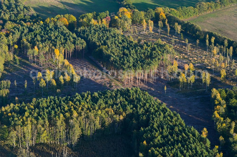Aerial image Redefin - Autumn discolored vegetation view of a forest area bare due to clearing in a forest area - forest area in Redefin in the state Mecklenburg - Western Pomerania, Germany
