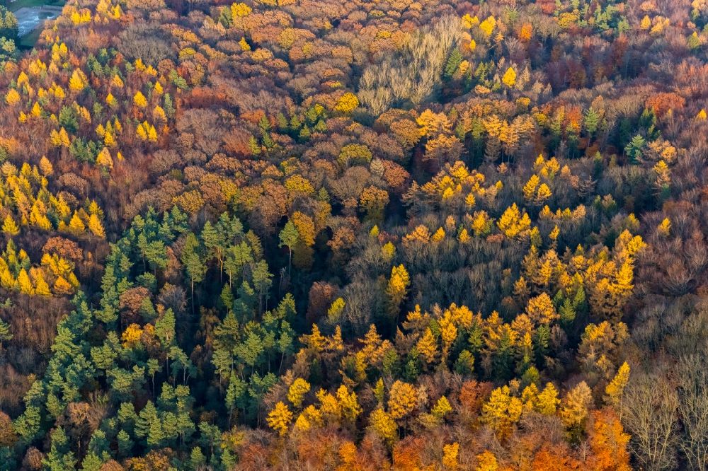 Aerial image Bommern - Autumnal discolored vegetation view treetops in a forest area in Bommern in the state North Rhine-Westphalia, Germany