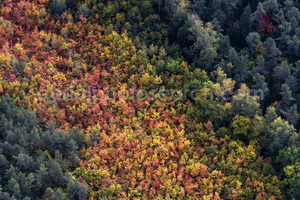Aerial image Fischbach - Autumnal discolored vegetation view treetops in a forest area in Herbst with bunten Farben in Fischbach in the state Bavaria, Germany