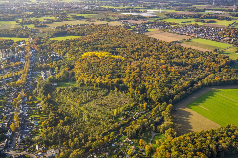 Aerial image Gladbeck - Autumnal discolored vegetation view Treetops in a forest area Moellers Bruch Waldgebiet in Gladbeck at Ruhrgebiet in the state North Rhine-Westphalia, Germany