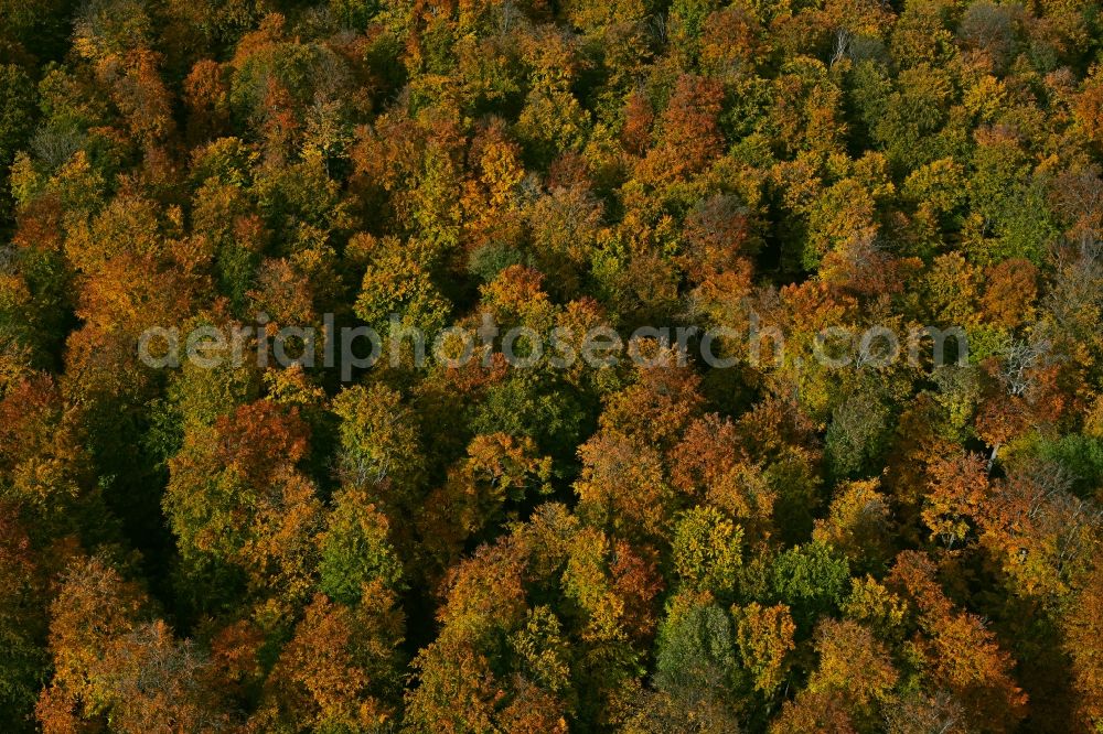 Aerial image Oppershausen - Autumnal discolored vegetation view treetops in a forest area in Oppershausen in the state Thuringia, Germany