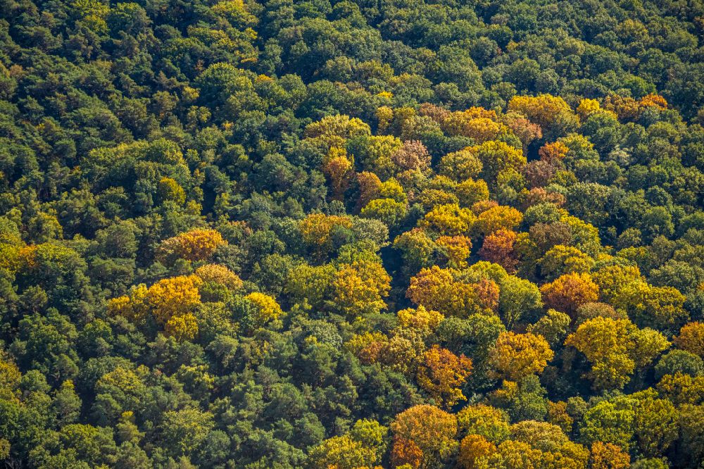Hamm from above - Autumnal discolored vegetation view treetops in a forest area Pilsholz in Hamm at Ruhrgebiet in the state North Rhine-Westphalia, Germany