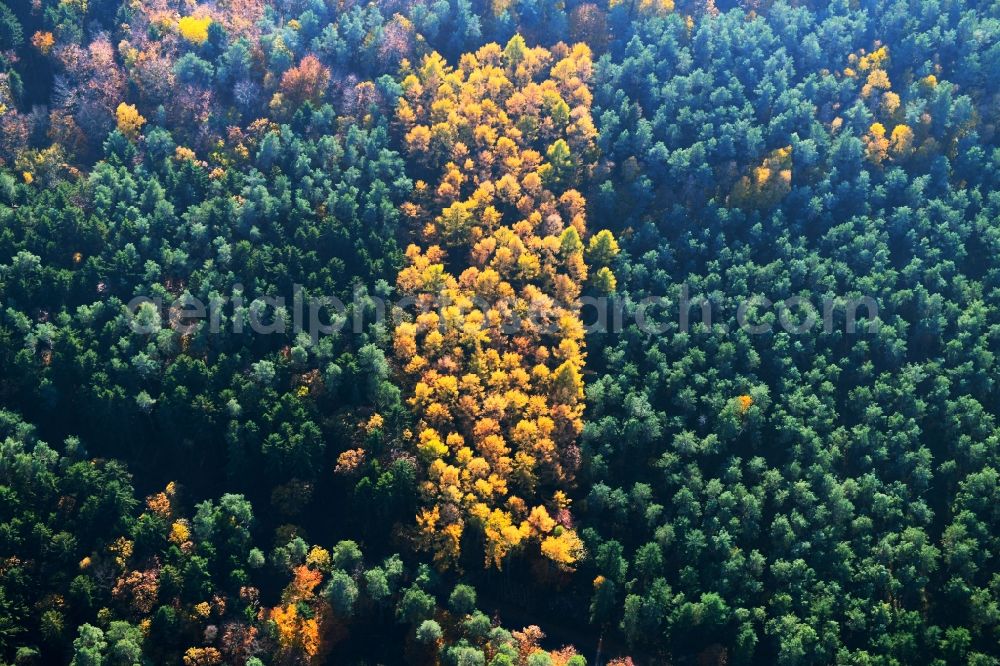 Aerial image Prisannewitz - Autumnal discolored vegetation view Treetops in a forest area in Prisannewitz in the state Mecklenburg - Western Pomerania, Germany