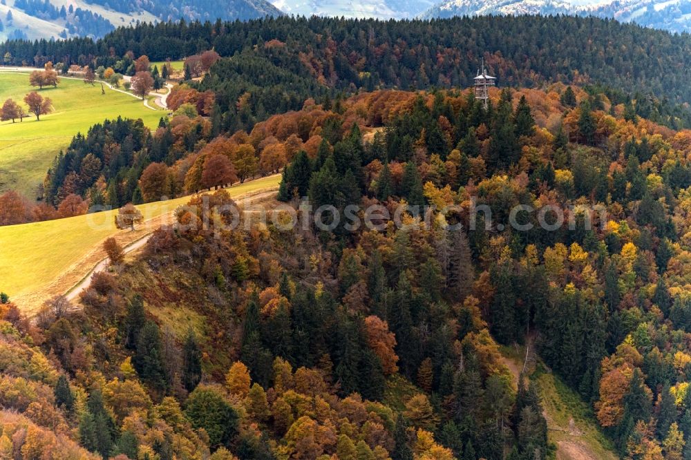 Aerial photograph Oberried - Autumnal discolored vegetation view treetops in a forest area on Schauinsland in Oberried in the state Baden-Wuerttemberg, Germany