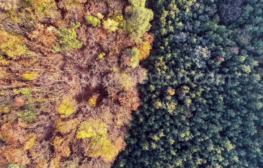 Treplin from the bird's eye view: Autumnal discolored vegetation view treetops in a forest area in Treplin in the state Brandenburg, Germany