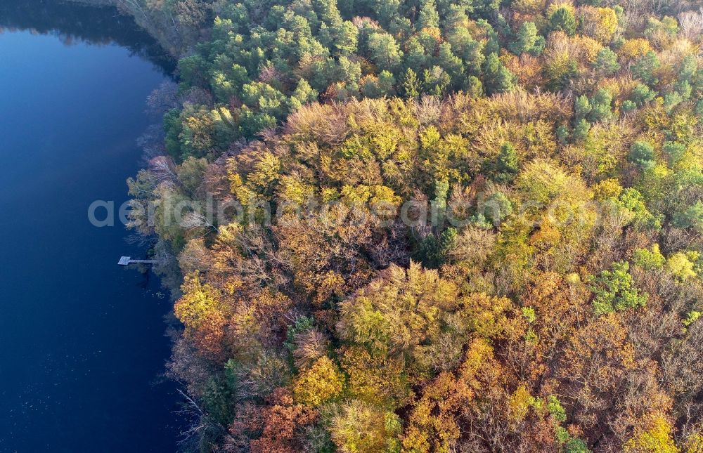 Aerial image Treplin - Autumnal discolored vegetation view treetops in a forest area in Treplin in the state Brandenburg, Germany