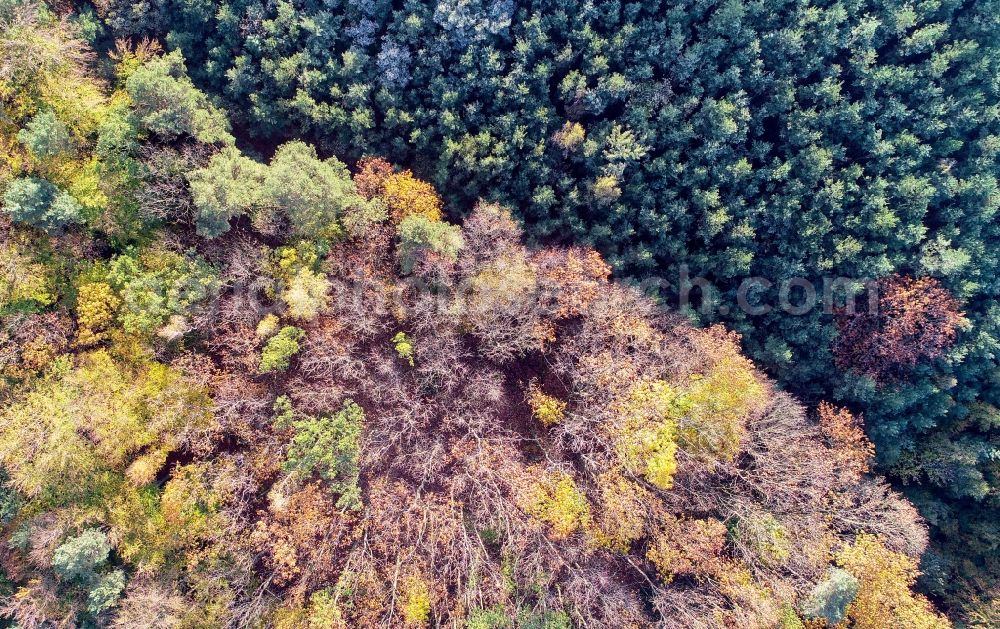 Aerial photograph Treplin - Autumnal discolored vegetation view treetops in a forest area in Treplin in the state Brandenburg, Germany