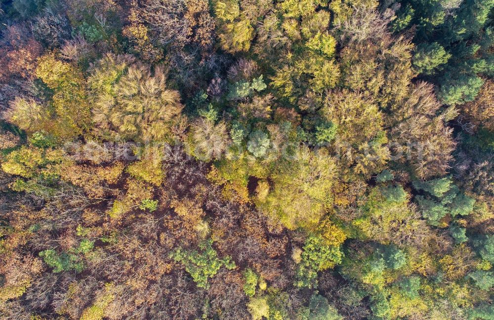 Treplin from above - Autumnal discolored vegetation view treetops in a forest area in Treplin in the state Brandenburg, Germany