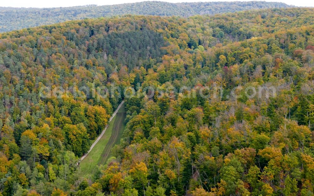 Witzenhausen from the bird's eye view: Autumnal discolored vegetation view treetops in a forest area in Witzenhausen in the state Hesse, Germany