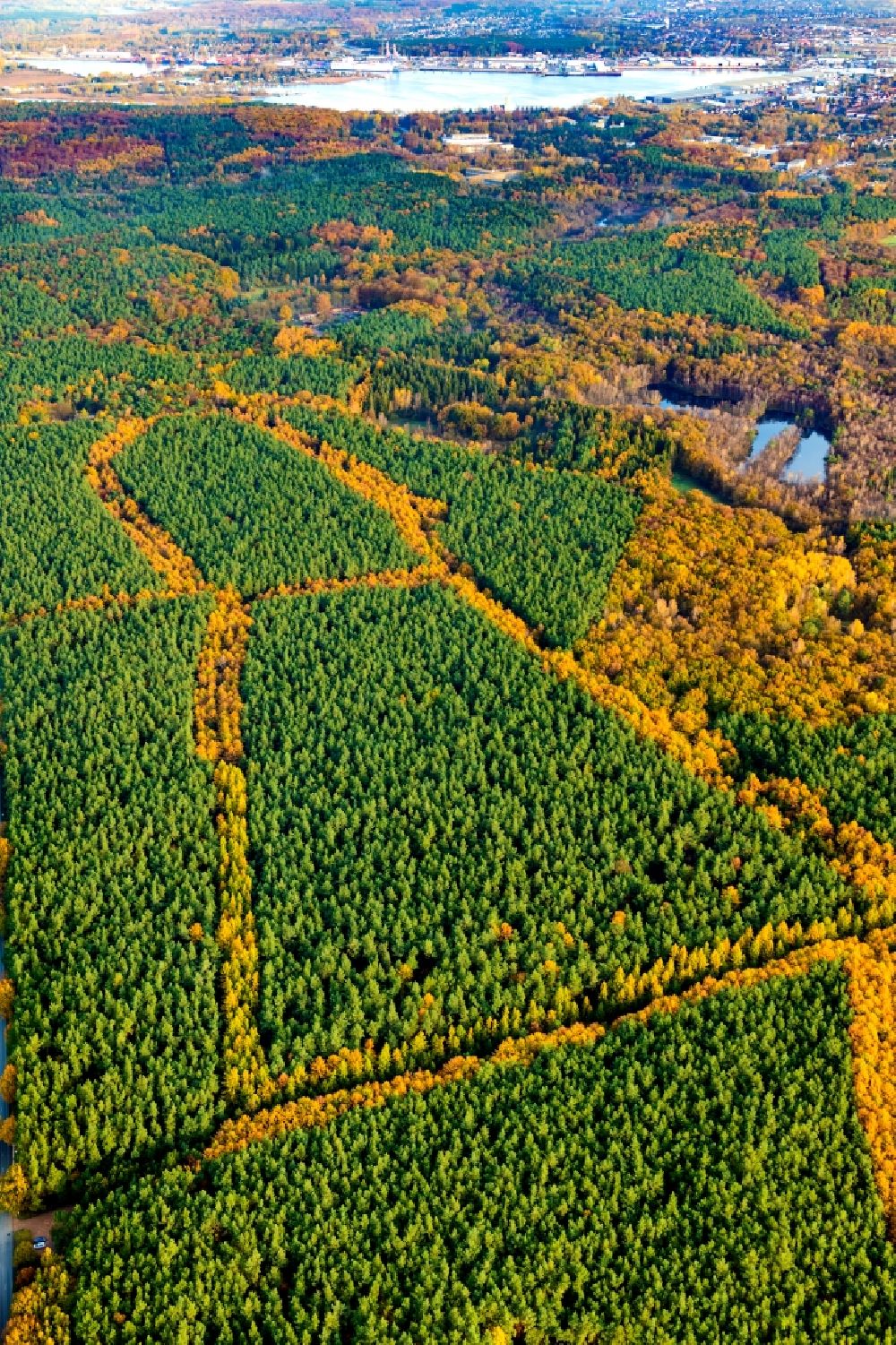 Aerial image Lübeck - Marlin Brandenbaum Forst Engel marking through the forest paths in Luebeck in the state Schleswig-Holstein, Germany