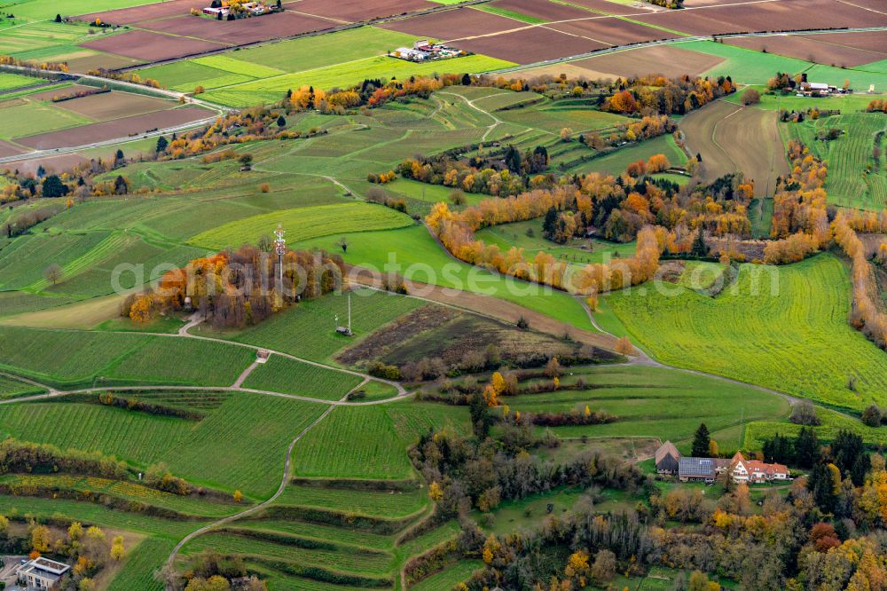 Aerial image Lahr/Schwarzwald - Autumnal discolored vegetation view fields of wine cultivation landscape in Lahr/Schwarzwald in the state Baden-Wuerttemberg, Germany