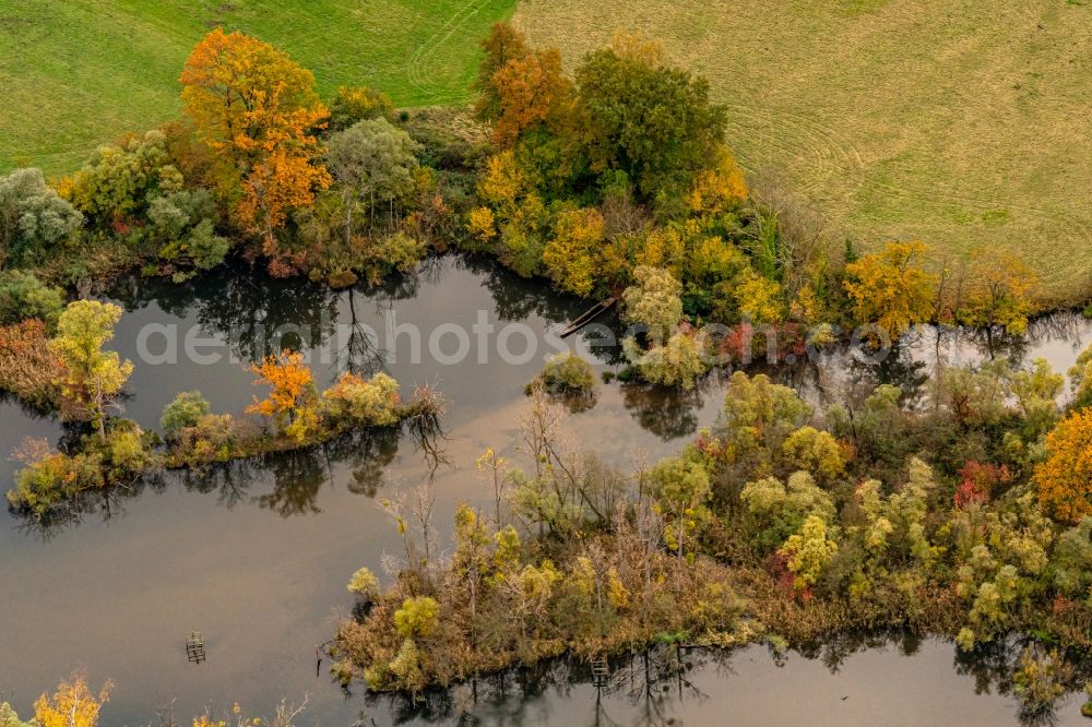 Neuried from above - Autumnal discolored vegetation view grassland structures of a meadow and field landscape in the lowland Rhein River in Neuried in the state Baden-Wurttemberg, Germany