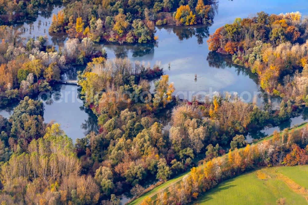 Aerial photograph Rheinau - Autumnal discolored vegetation view riparian zones on the course of the river Taubergiessen Herrentopf on Oberrhein in Rheinau in the state Baden-Wurttemberg, Germany
