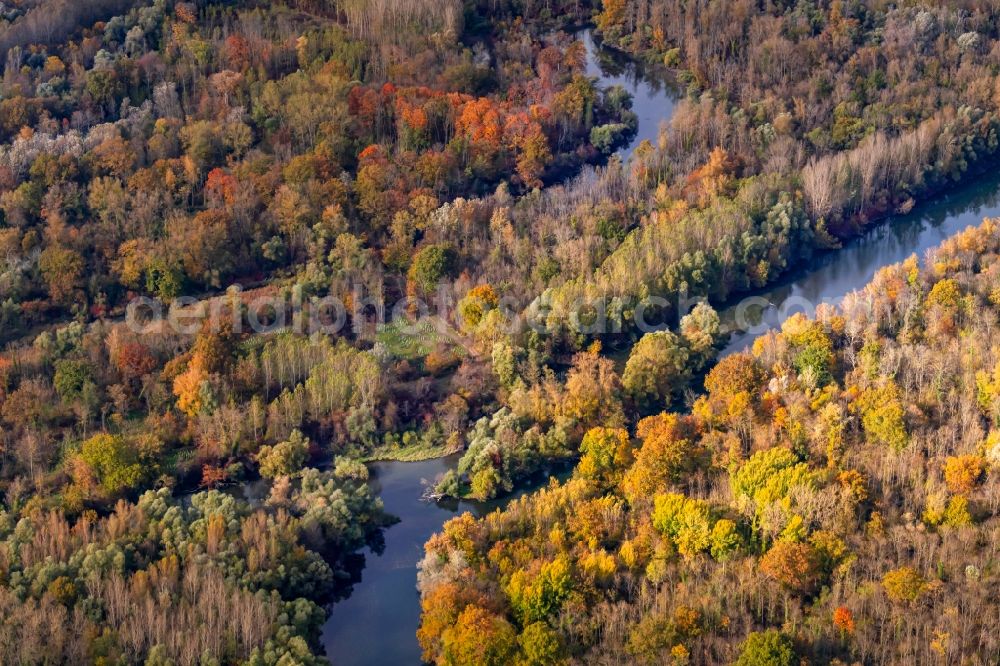 Aerial image Rheinau - Autumnal discolored vegetation view curved loop of the riparian zones on the course of the river Rhein in Rheinau in the state Baden-Wuerttemberg