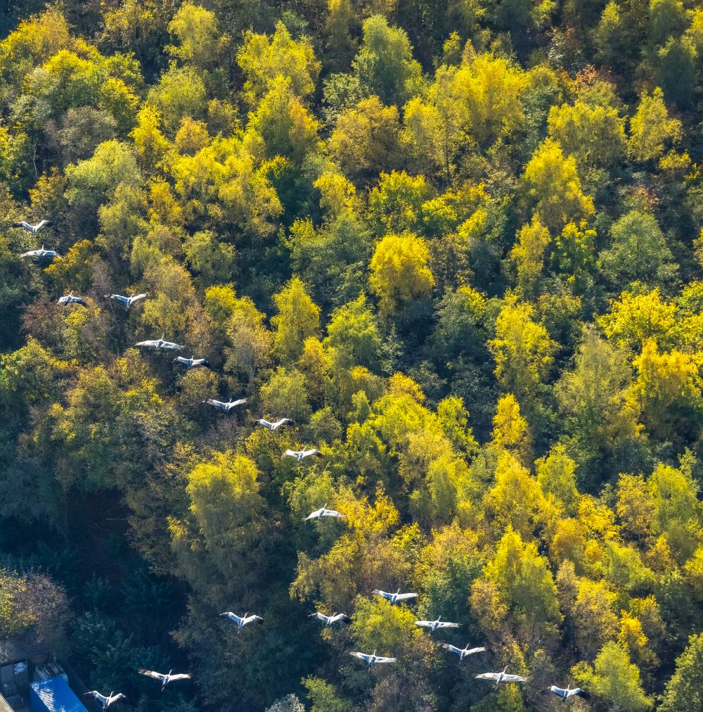 Bochum from the bird's eye view: Autumnal discolored vegetation view bird formation of Kranichen ueber einem Waldgebiet in flight in the district Gerthe in Bochum at Ruhrgebiet in the state North Rhine-Westphalia, Germany
