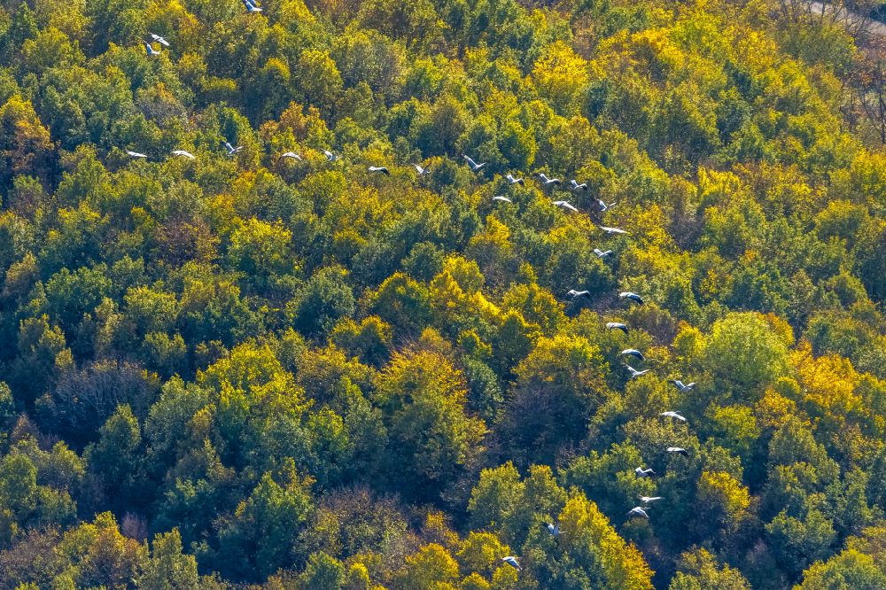 Aerial image Bochum - Autumnal discolored vegetation view bird formation of cranes over a forest area in flight in the district Gerthe in Bochum at Ruhrgebiet in the state North Rhine-Westphalia, Germany