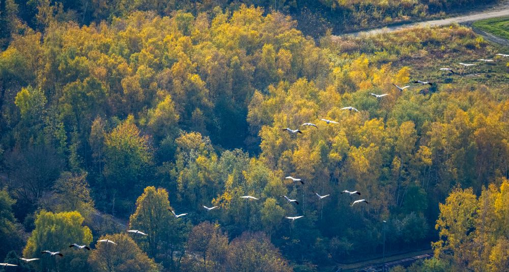 Wanne-Eickel from the bird's eye view: Autumnal discolored vegetation view bird formation of Stoerchen in flight over a wooded area in Wanne-Eickel at Ruhrgebiet in the state North Rhine-Westphalia, Germany
