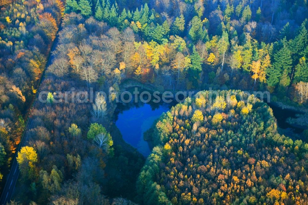 Feldberger Seenlandschaft from above - Autumnal discolored vegetation view in the forest on the shores of Lake Dolgener See in Feldberger Seenlandschaft in the state Mecklenburg - Western Pomerania, Germany