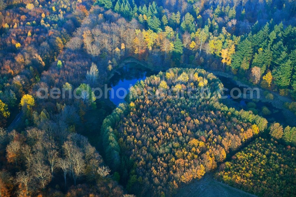 Feldberger Seenlandschaft from the bird's eye view: Autumnal discolored vegetation view in the forest on the shores of Lake Dolgener See in Feldberger Seenlandschaft in the state Mecklenburg - Western Pomerania, Germany