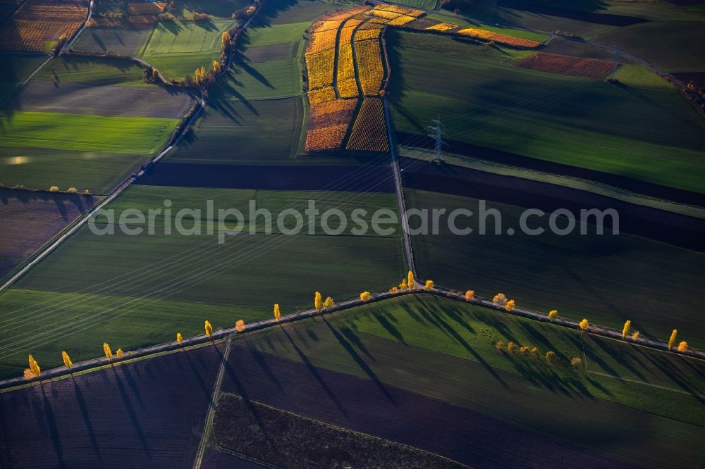 Aerial photograph Castell - Autumnal discolored vegetation view fields of wine cultivation landscape in Castell in the state Bavaria, Germany
