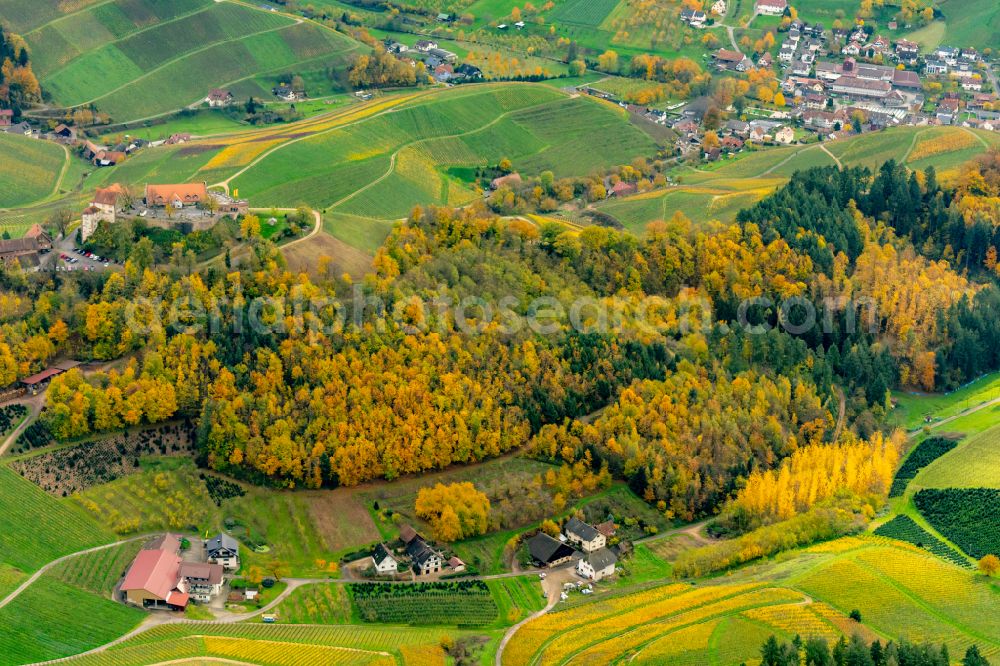 Durbach from above - Autumnal discolored vegetation view fields of wine cultivation landscape in Durbach in the Ortenau in Durbach in the state Baden-Wuerttemberg, Germany