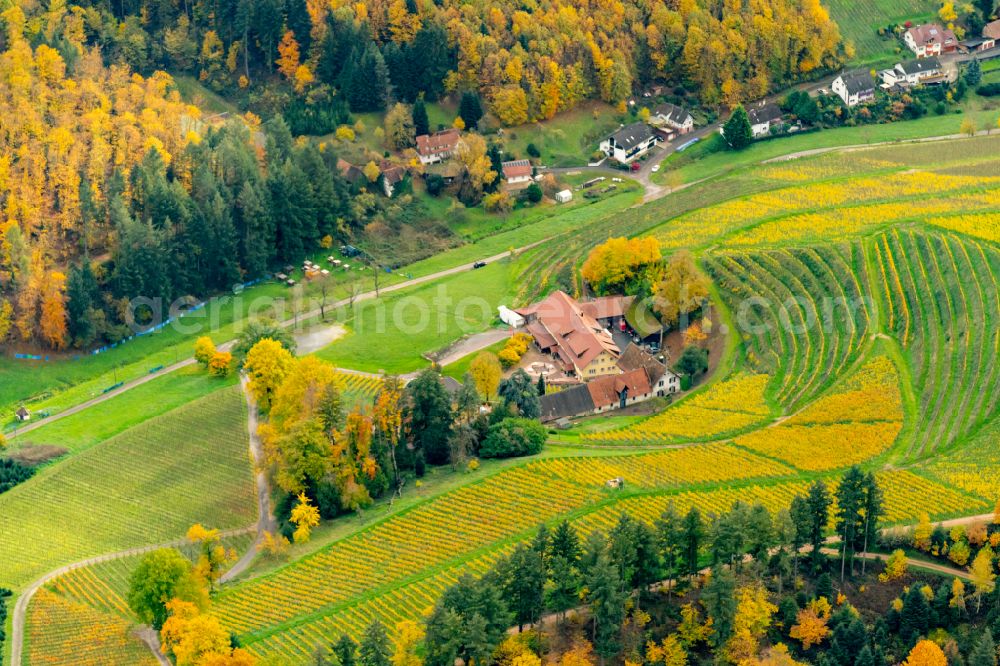 Durbach from the bird's eye view: Autumnal discolored vegetation view fields of wine cultivation landscape in Durbach in the Ortenau in Durbach in the state Baden-Wuerttemberg, Germany
