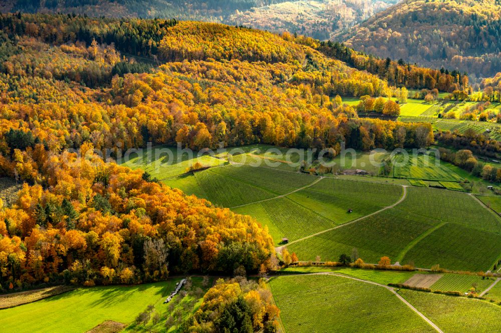 Aerial image Herbolzheim - Autumnal discolored vegetation view fields of wine cultivation landscape on Waldrand zum Schwarzwald in Herbolzheim in the state Baden-Wuerttemberg, Germany