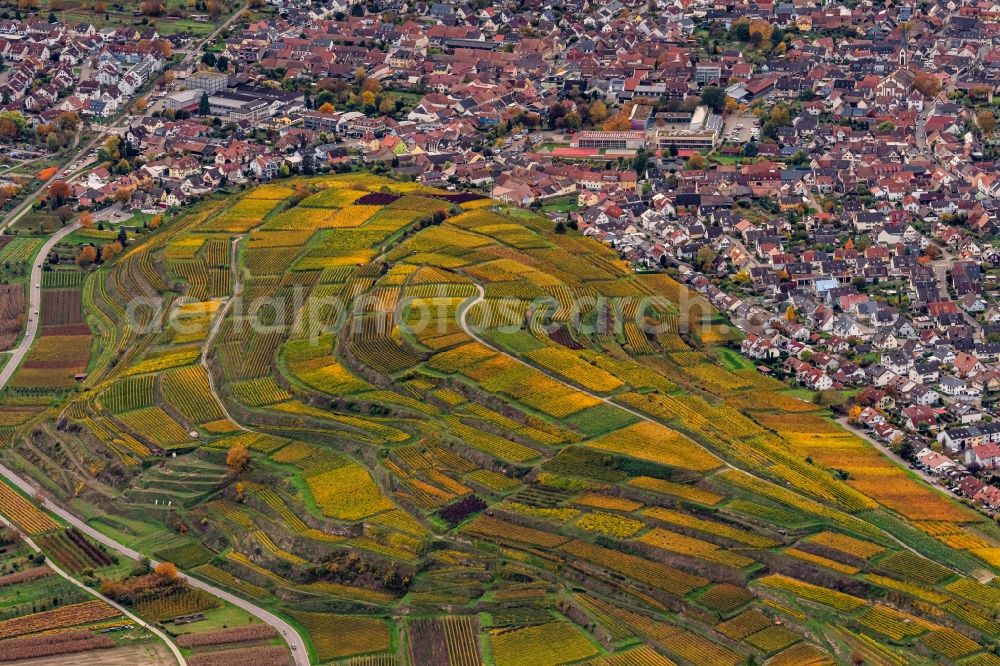 Aerial photograph Ihringen - Autumnal discolored vegetation view fields of wine cultivation landscape in Ihringen in the state Baden-Wuerttemberg, Germany