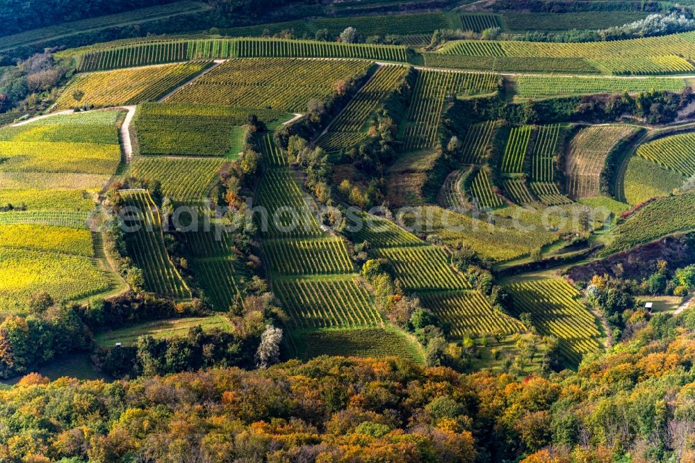 Aerial image Ihringen - Autumnal discolored vegetation view fields of wine cultivation landscape in Ihringen in the state Baden-Wuerttemberg, Germany