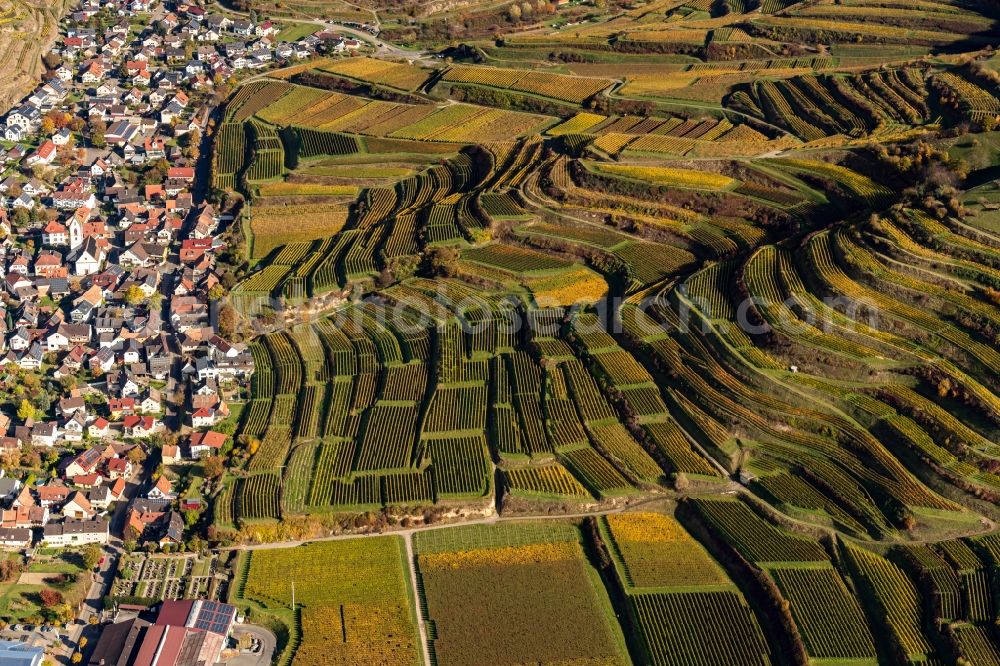 Vogtsburg im Kaiserstuhl from above - Autumnal discolored vegetation view fields of wine cultivation landscape in Vogtsburg im Kaiserstuhl in the state Baden-Wuerttemberg, Germany