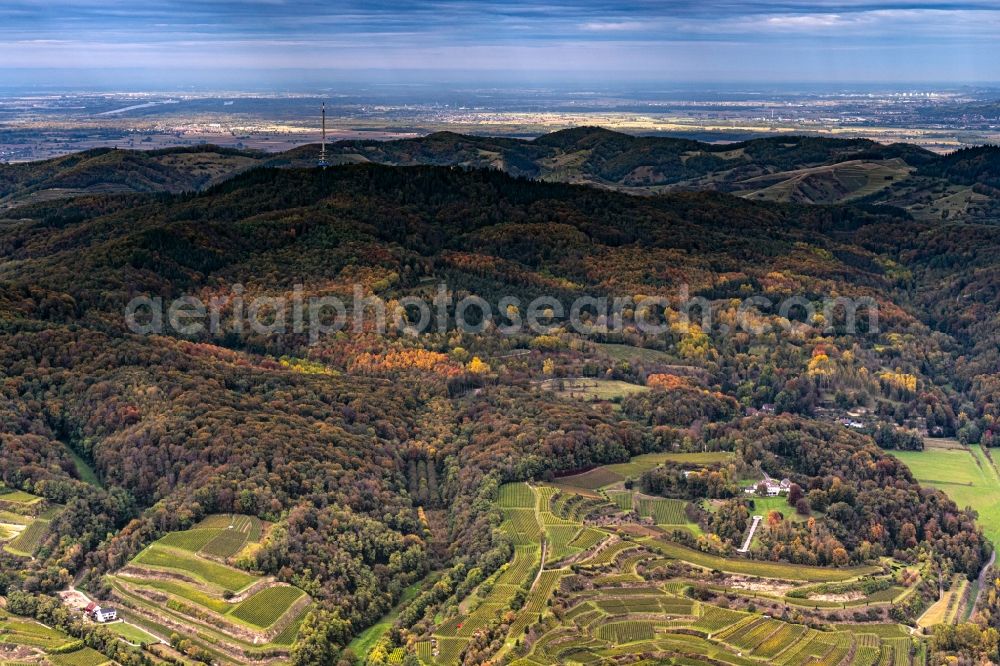 Aerial photograph Vogtsburg im Kaiserstuhl - Autumnal discolored vegetation view fields of wine cultivation landscape in Bahlingen am Kaiserstuhl in the state Baden-Wuerttemberg, Germany