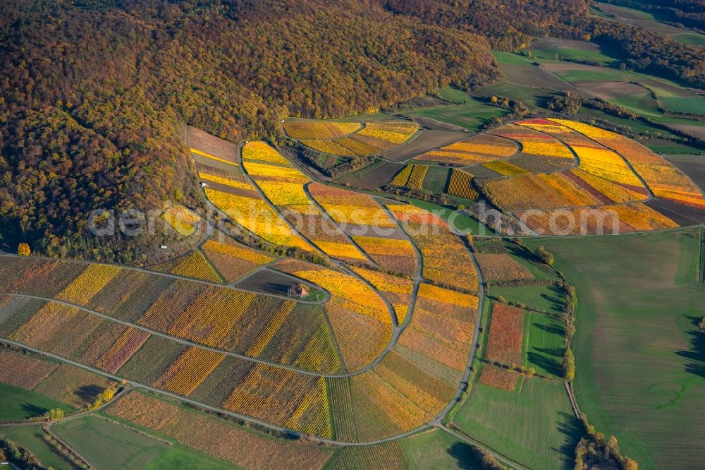 Oberschwarzach from above - Autumnal discolored vegetation view fields of wine cultivation landscape in Oberschwarzach in the state Bavaria, Germany